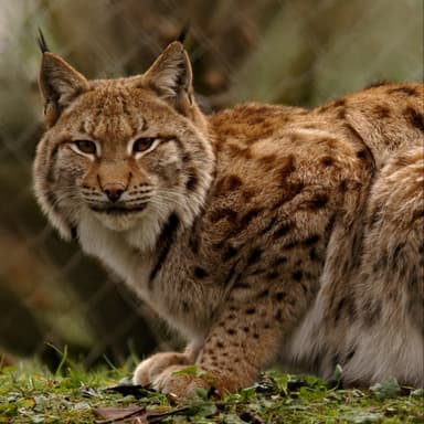 Bild von Der Luchs