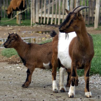 Bild von Die Zwergziege