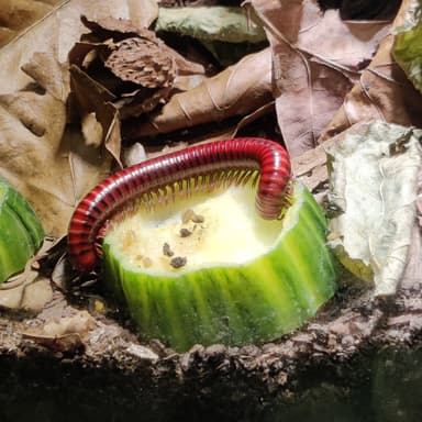 Bild von Die Wirbellosen