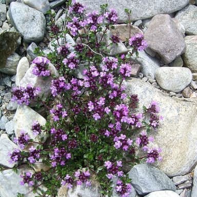 Berge riechen