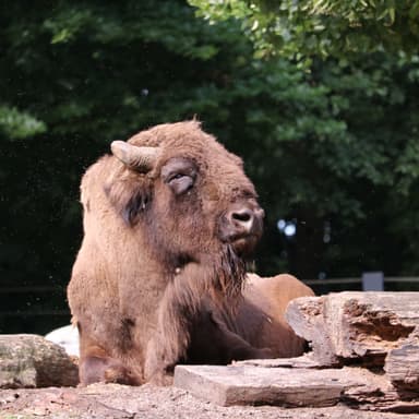 Bild von Wisent und Damhirsch