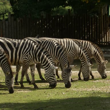Bild von Die Afrikaanlage